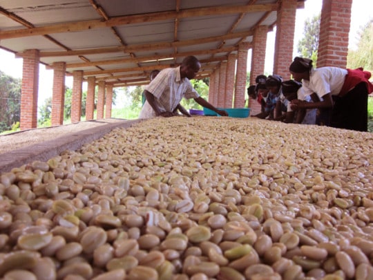 Microfarm Project: Ethiopia Yukro