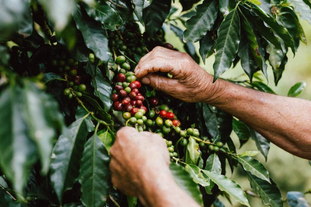 coffee cherry picking